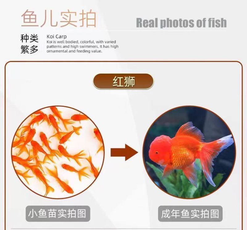 金鱼活鱼苗观赏小型好养淡水活体冷水鸿运蝶尾狮子头锦鲤