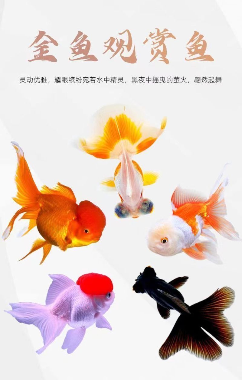 金鱼活鱼苗观赏小型好养淡水活体冷水鸿运蝶尾狮子头锦鲤