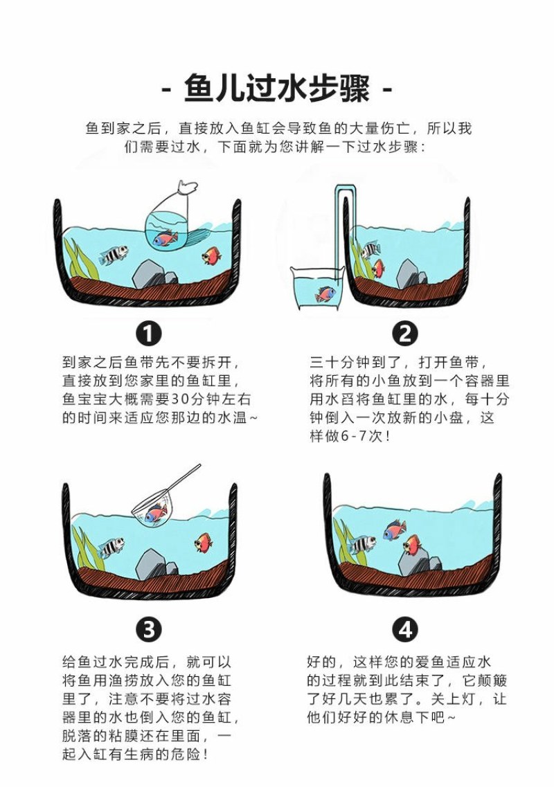 金鱼活鱼苗观赏小型好养淡水活体冷水鸿运蝶尾狮子头锦鲤