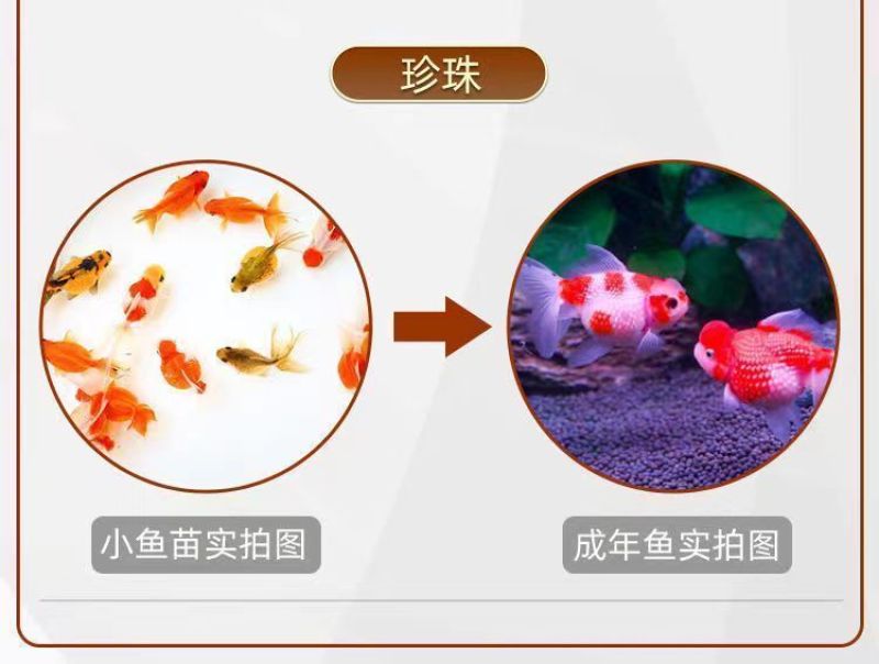 金鱼活鱼苗观赏小型好养淡水活体冷水鸿运蝶尾狮子头锦鲤