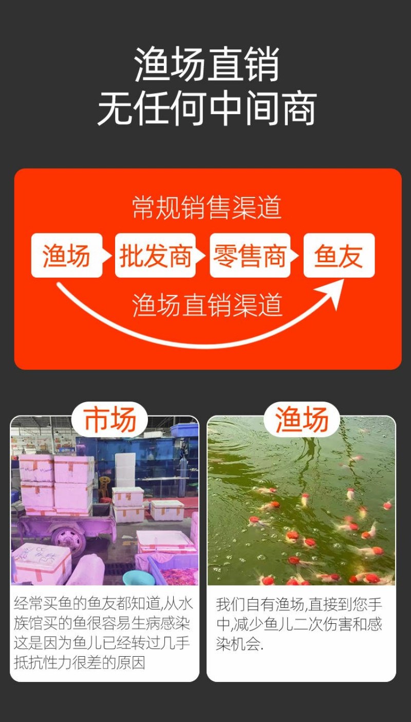 金鱼活鱼苗观赏小型好养淡水活体冷水鸿运蝶尾狮子头锦鲤