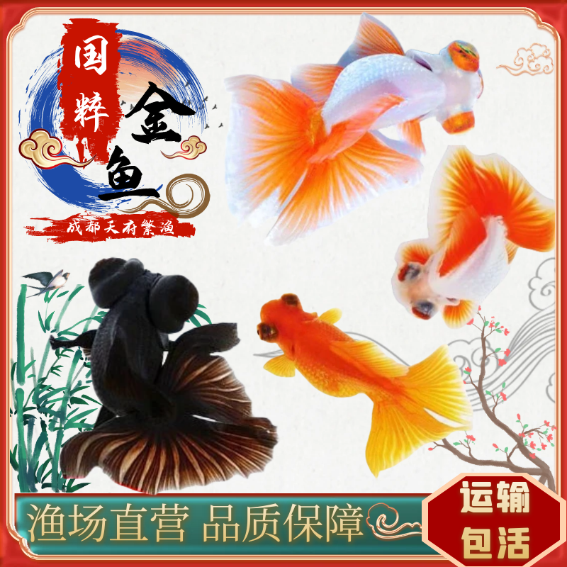 金鱼活鱼苗观赏小型好养淡水活体冷水鸿运蝶尾狮子头锦鲤