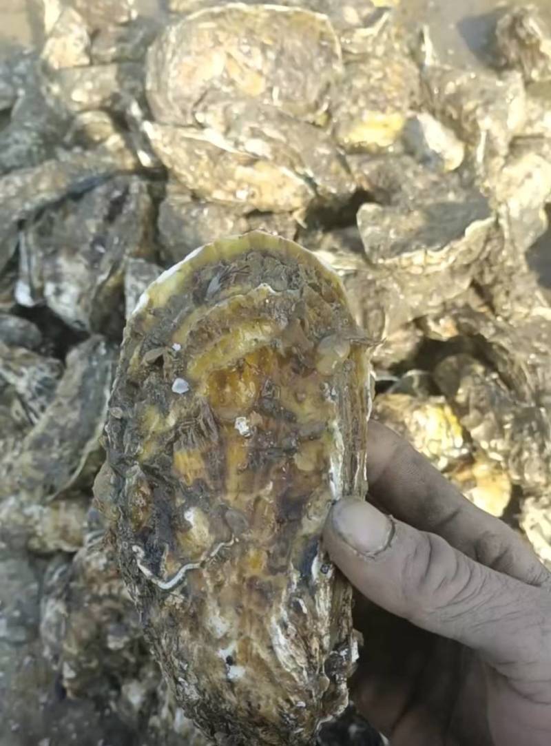 大家好，我是山东日照的，给大家介绍一下产品生蚝，大量有货