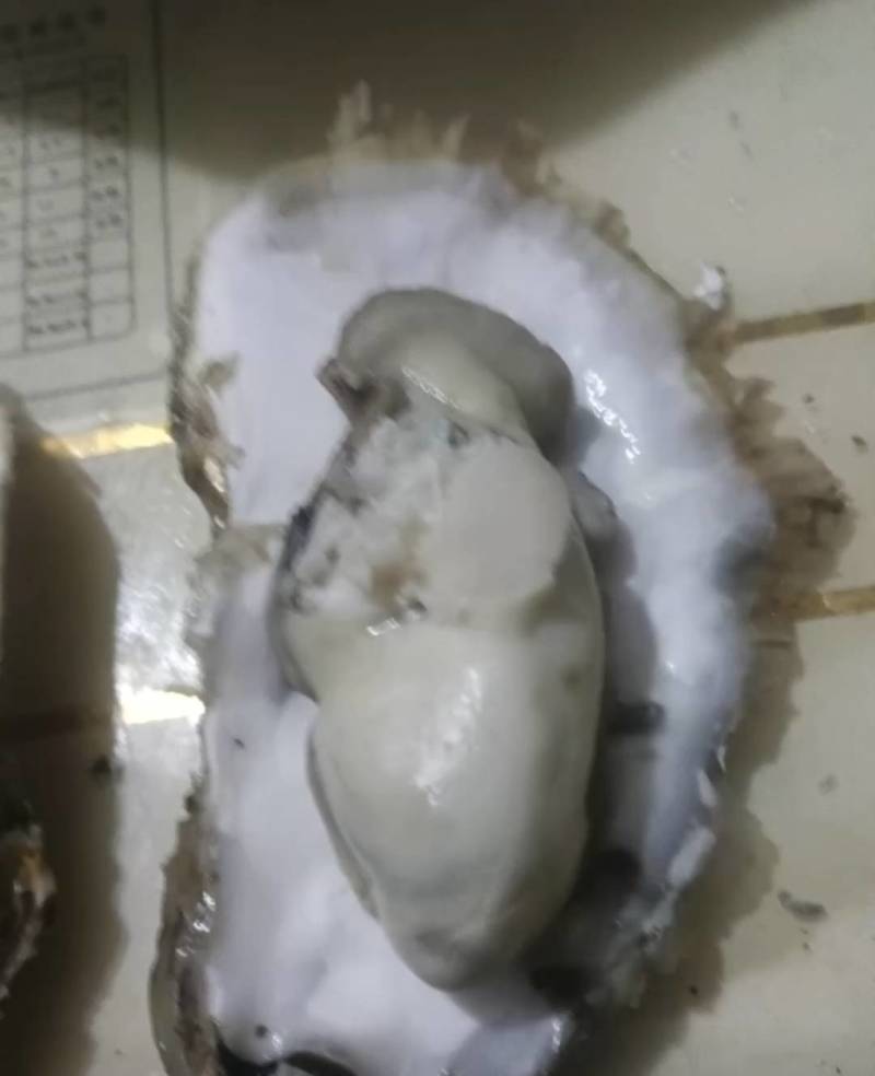 大家好，我是山东日照的，给大家介绍一下产品生蚝，大量有货
