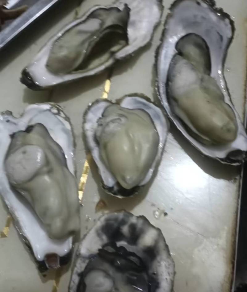 大家好，我是山东日照的，给大家介绍一下产品生蚝，大量有货