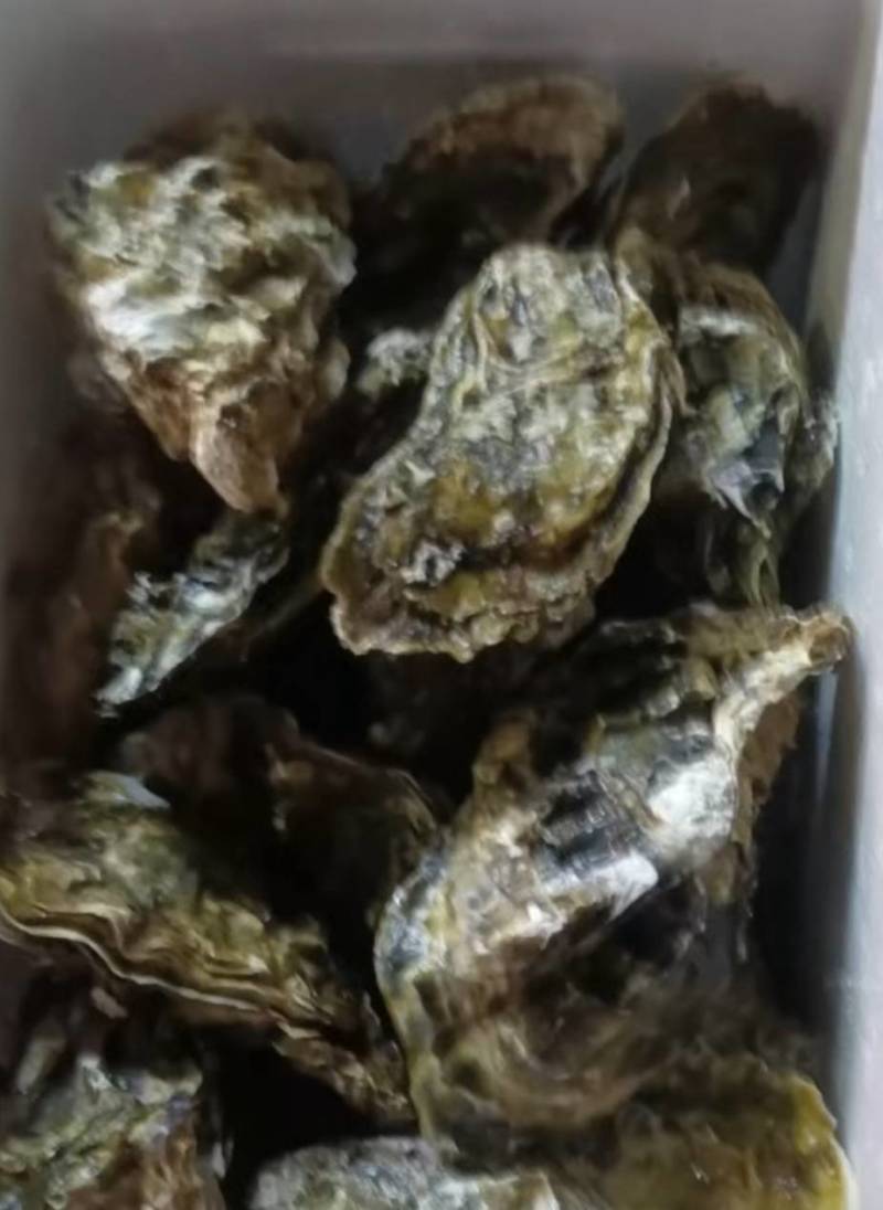 大家好，我是山东日照的，给大家介绍一下产品生蚝，大量有货