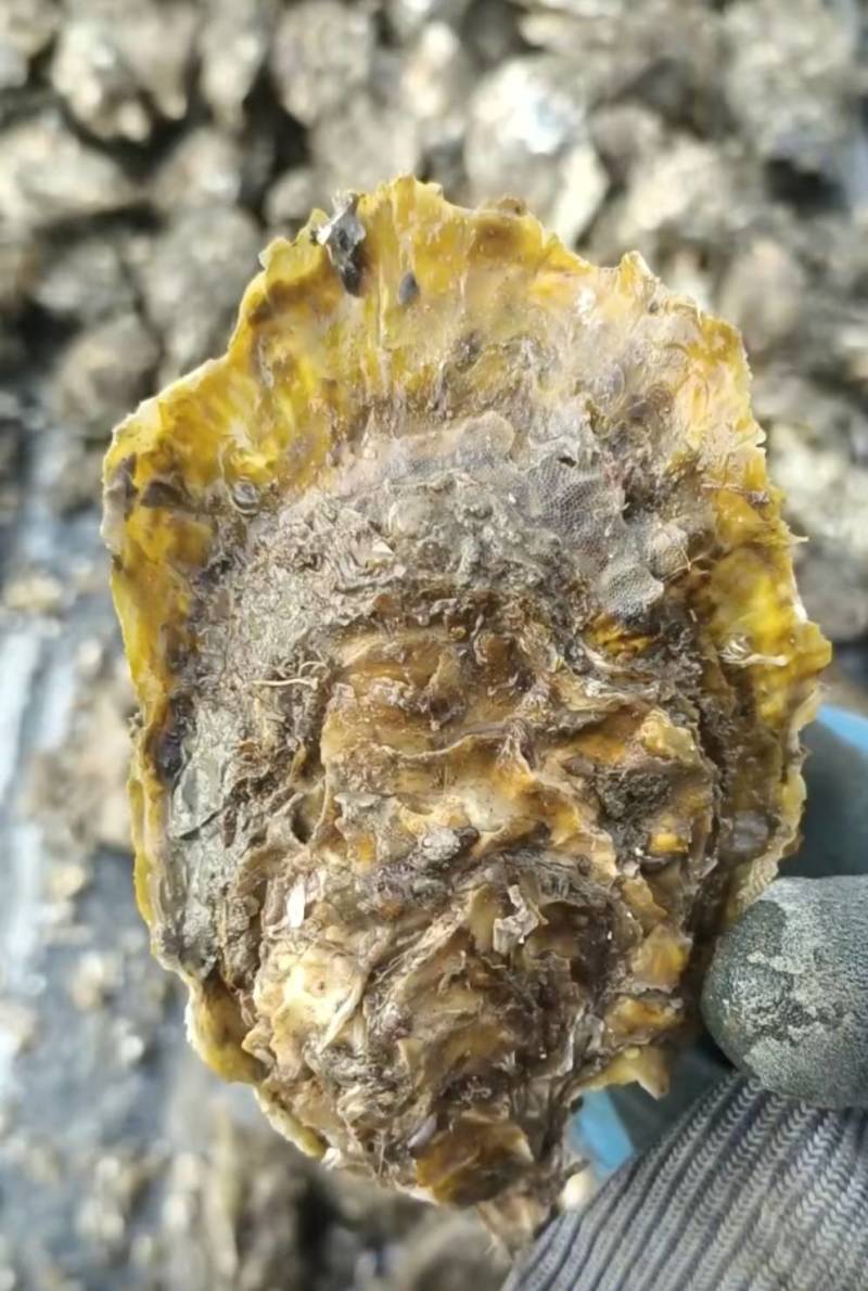 大家好，我是山东日照的，给大家介绍一下产品生蚝，大量有货