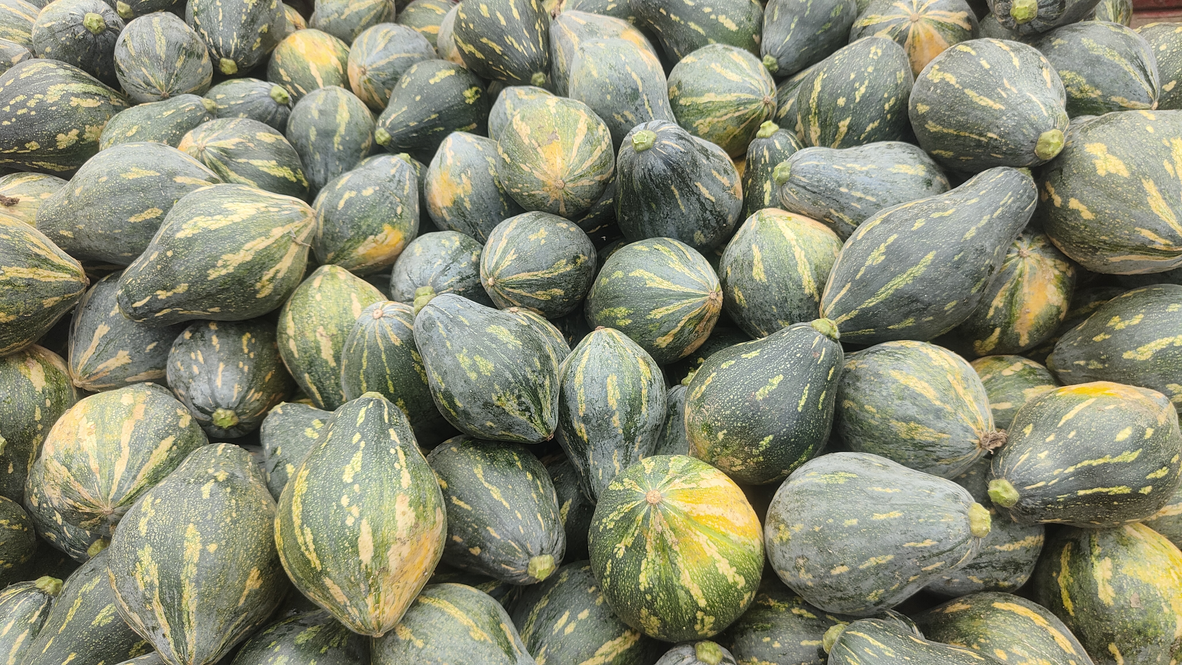 香芋南瓜实物图
