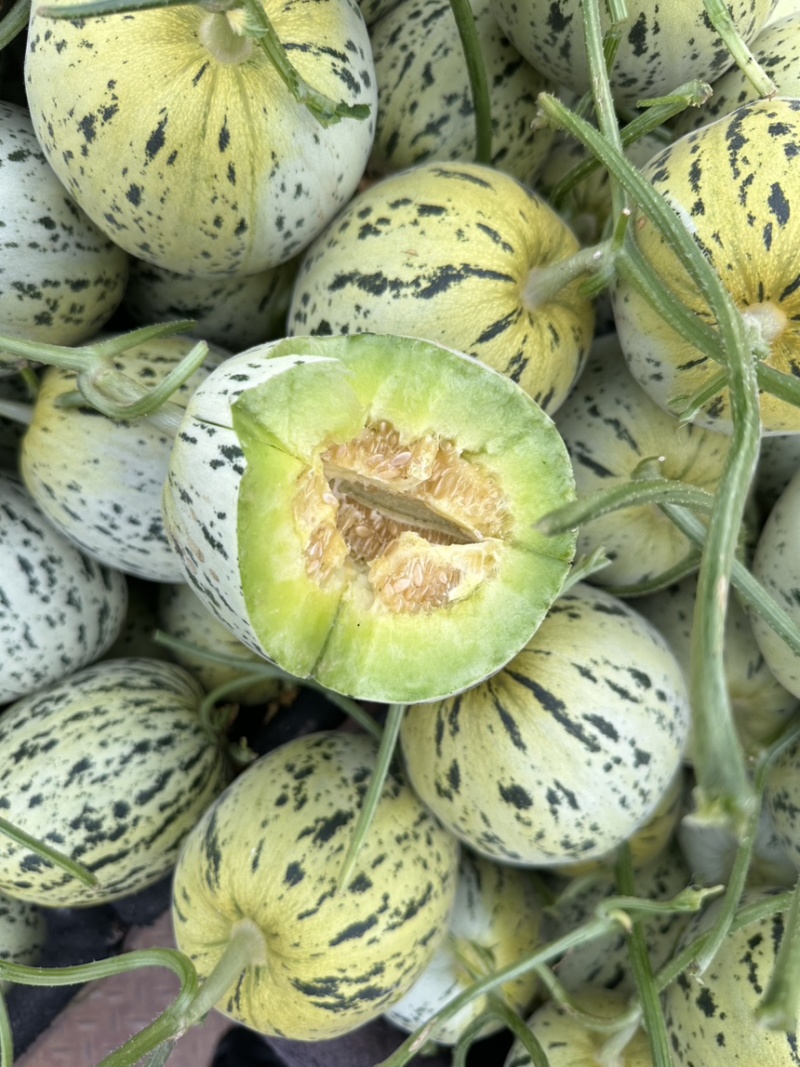 花美人甜瓜花蕾甜瓜口感好甜度高保熟保甜专业供应