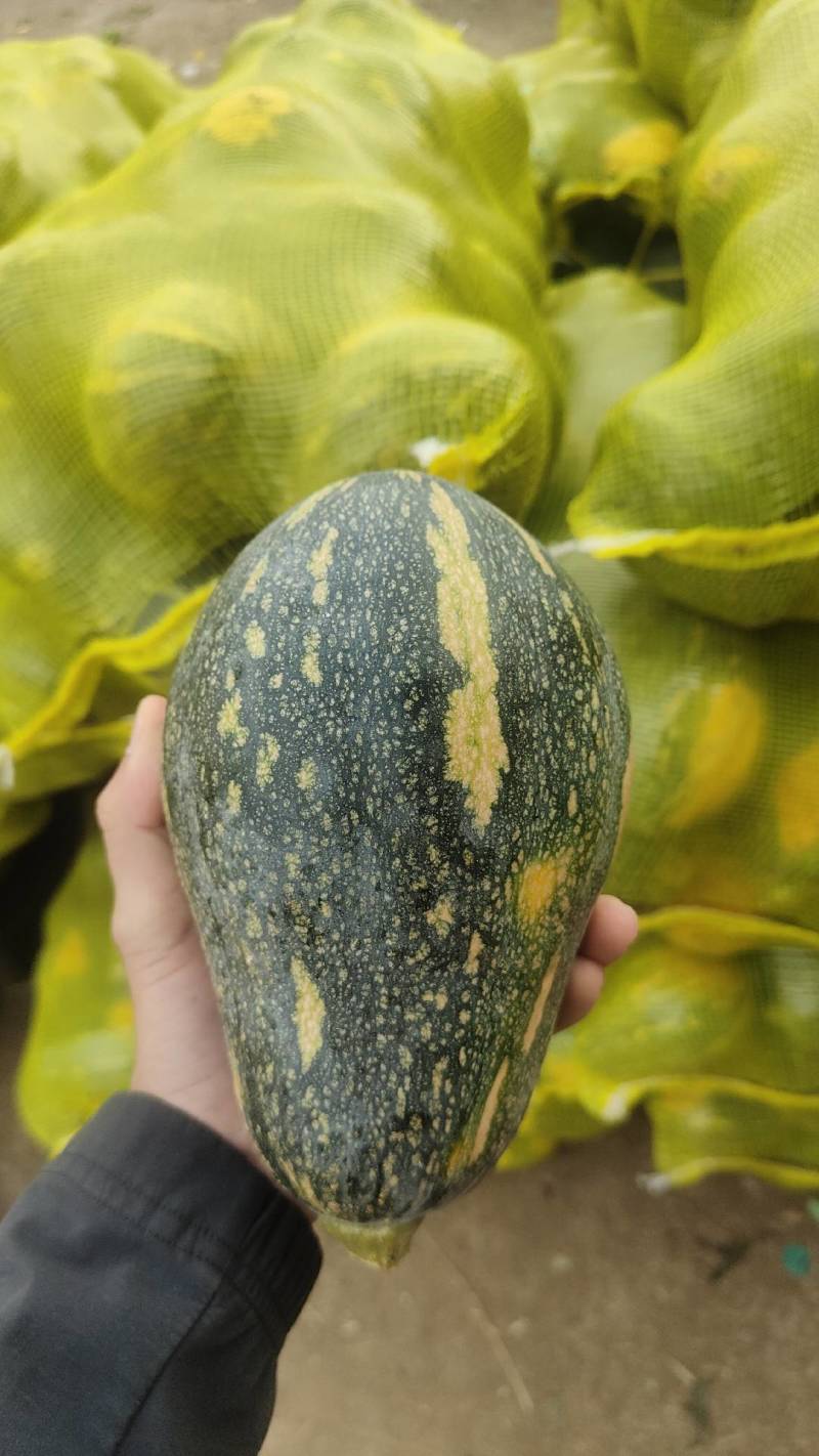 广东雷州南瓜，香芋南瓜，粉南瓜，大量上市中，欢迎来采购