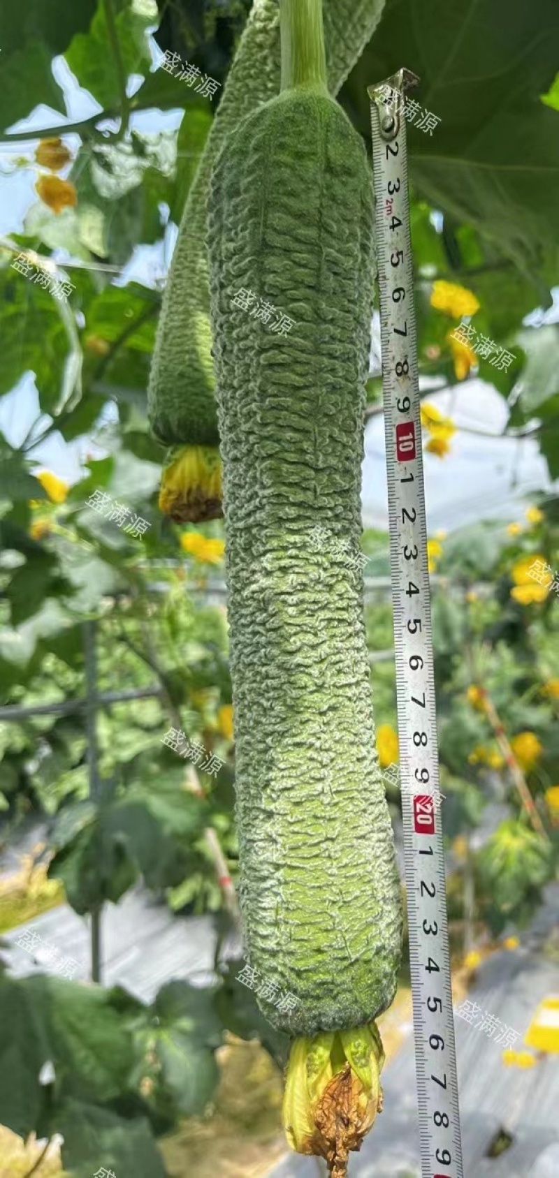 盛满源皱皮丝瓜，源头货源，量大从优！