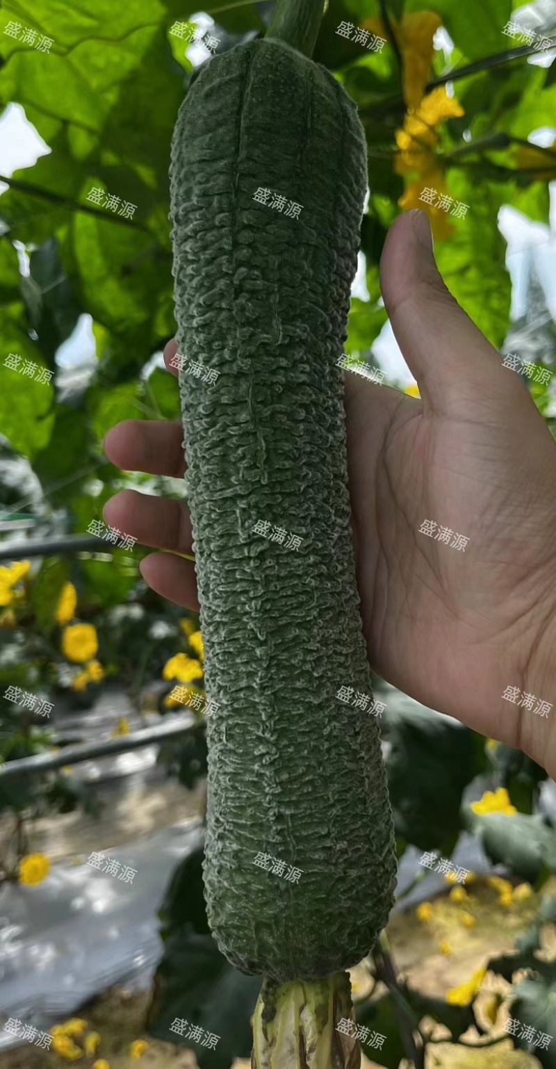 盛满源皱皮丝瓜，源头货源，量大从优！