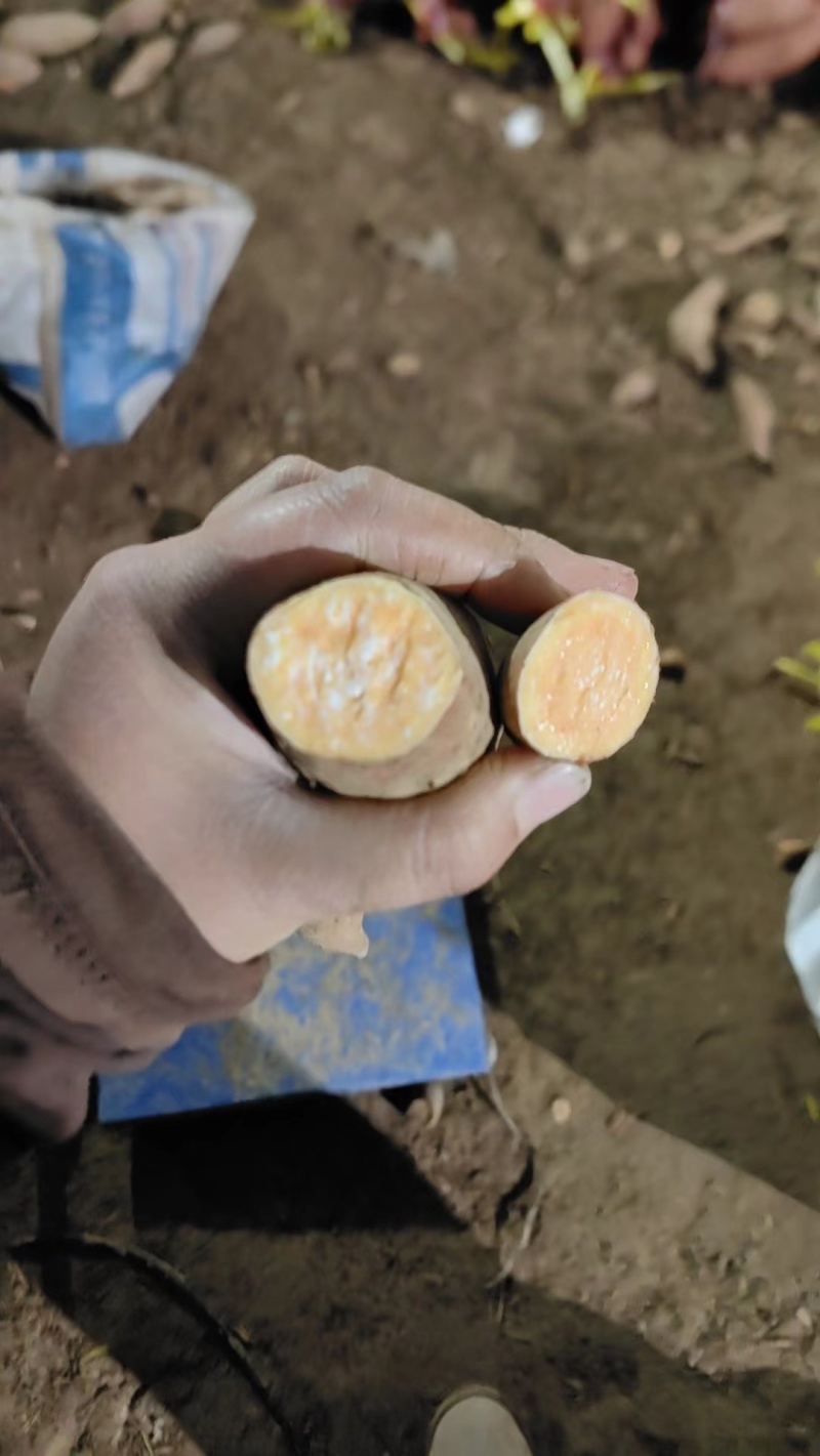 周口鹿邑龙九西瓜红市场电商加工厂大量供应