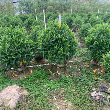 非洲茉莉
