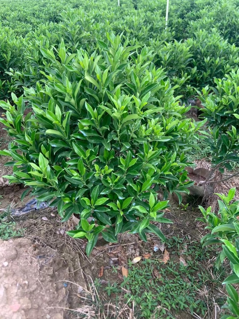 非洲茉莉