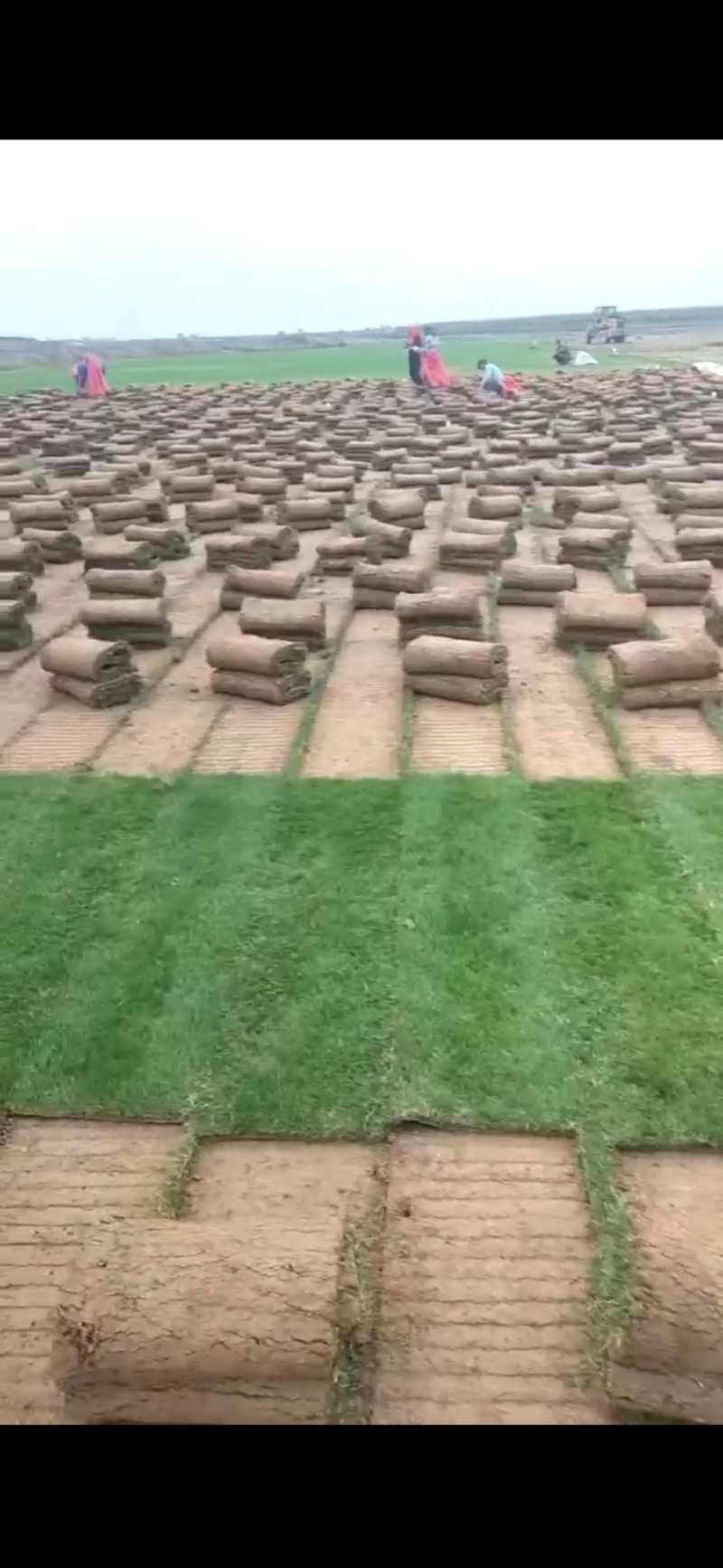 混播果岭草基地直供量大优惠货源充足来电咨询