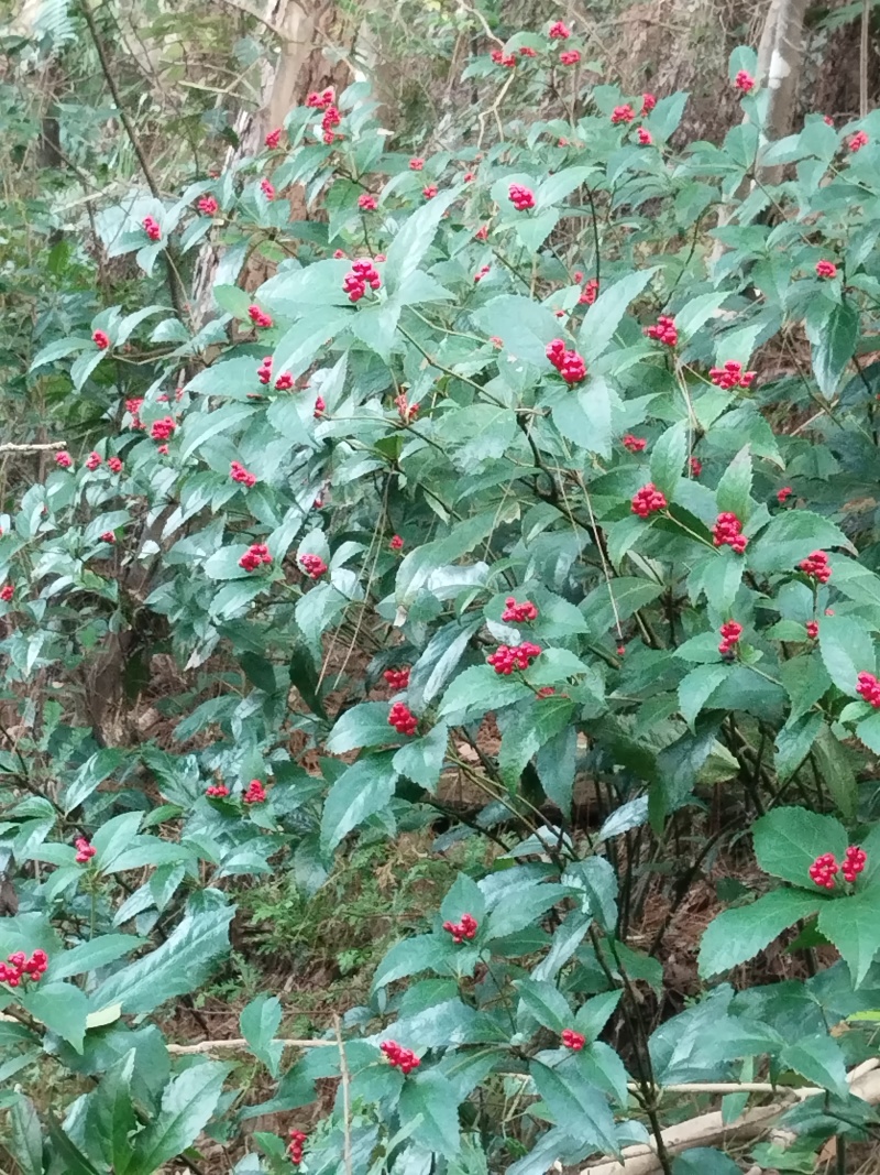 纯野生草珊瑚