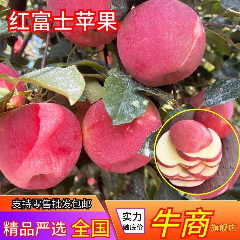 上东临沂蒙阴红富士苹果零售批发供应市场商超电商