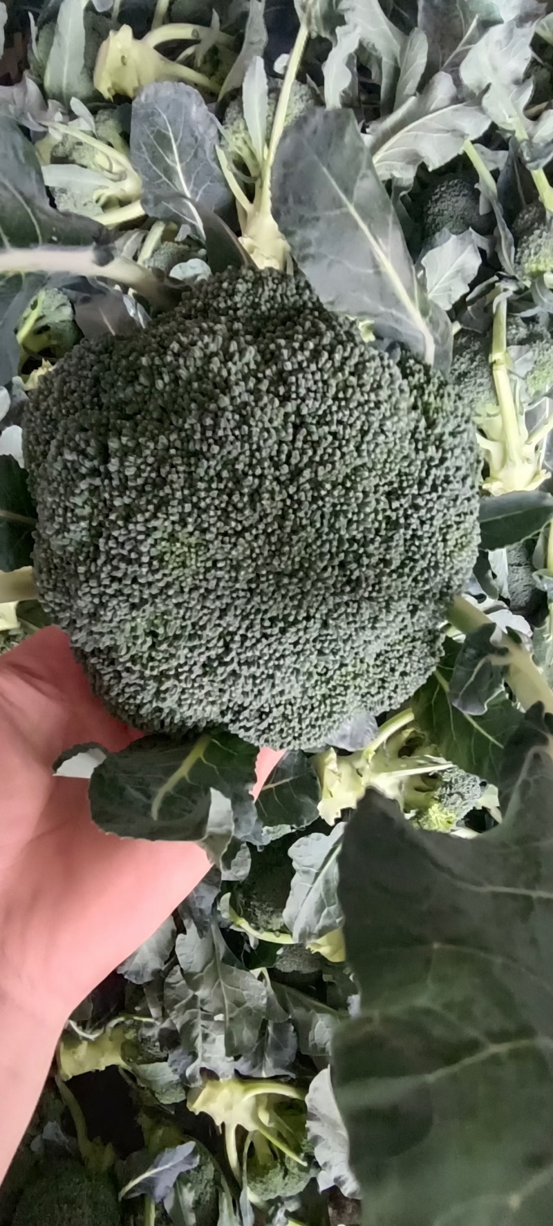 西兰花便宜了量大