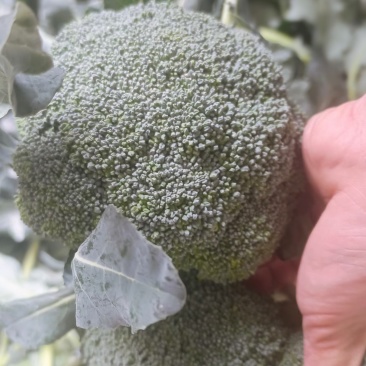 西兰花便宜了量大