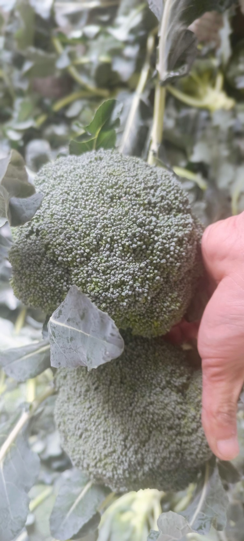 西兰花便宜了量大