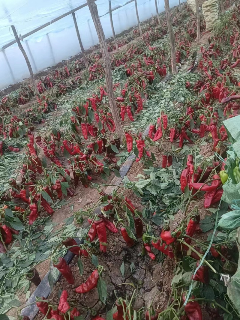 （降价了）河南彩椒，精品鲜辣椒，产地一手货源，可视频看货