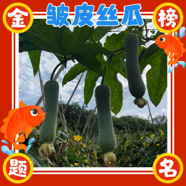 盛满源皱皮丝瓜，源头货源，量大从优！