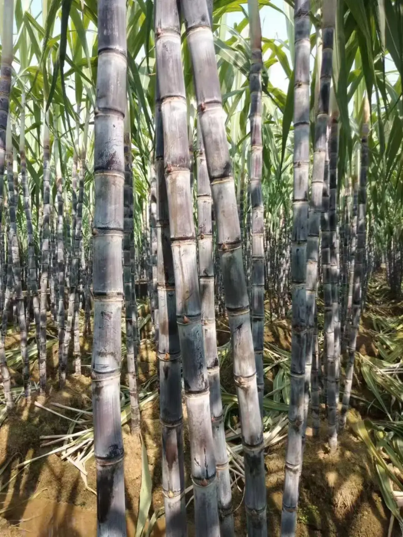（批发价）黑皮甘蔗云南甘蔗产地直供清甜爽口量大优惠