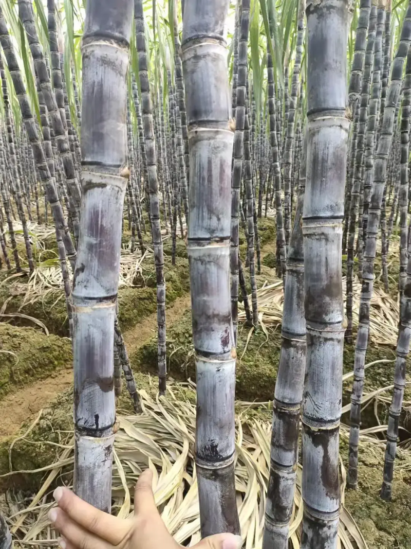 （批发价）黑皮甘蔗云南甘蔗产地直供清甜爽口量大优惠