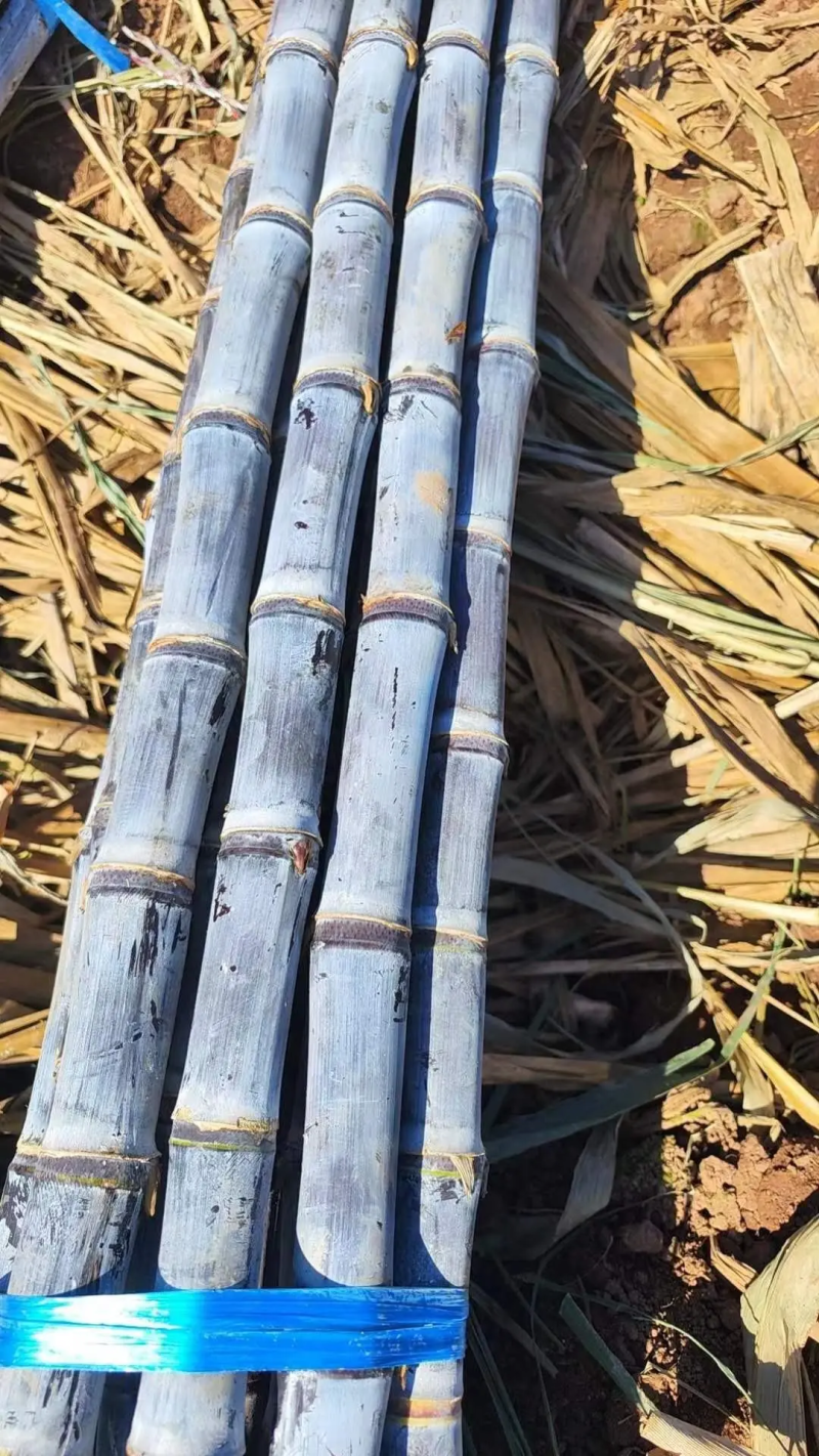 （批发价）黑皮甘蔗云南甘蔗产地直供清甜爽口量大优惠