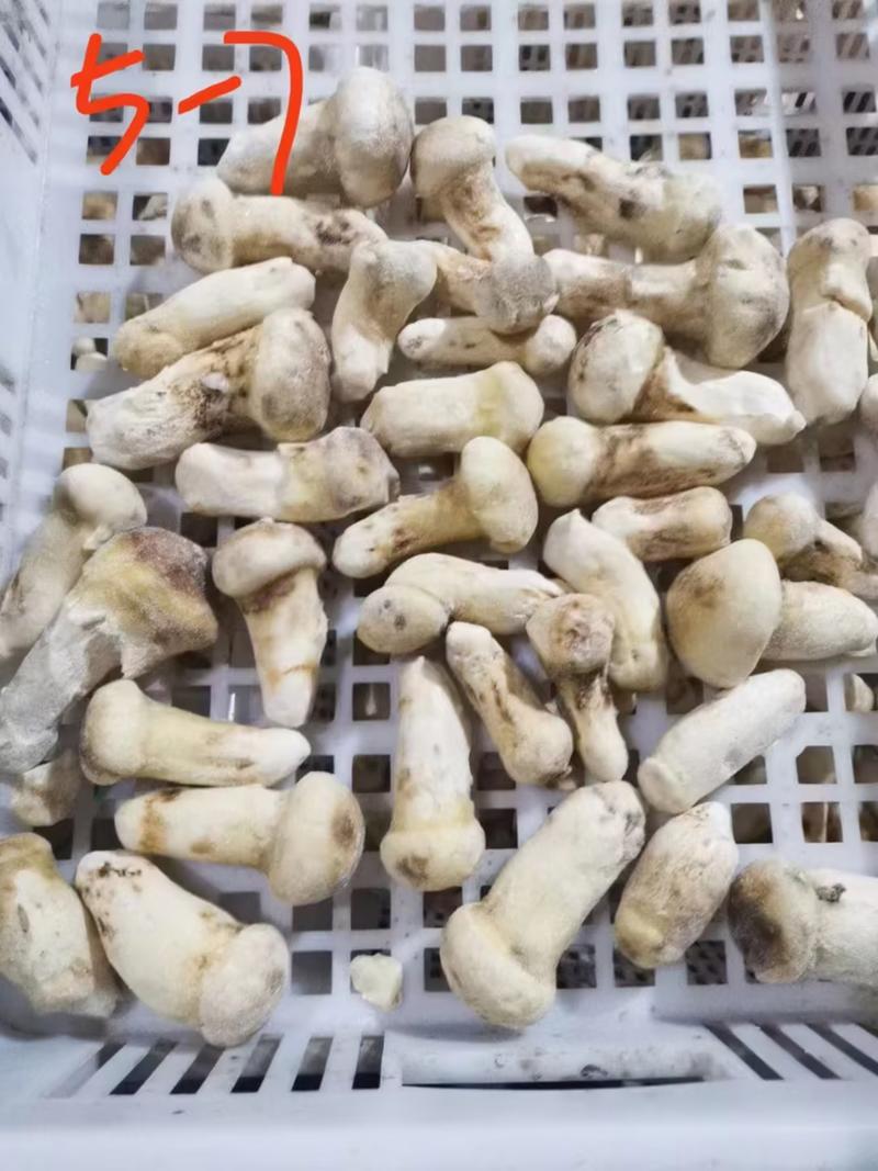 云南精品冻松茸大量供货产地一手货源规格多样可选量大从优
