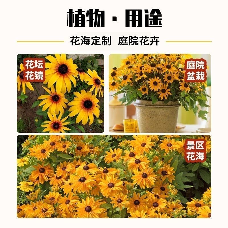 黑心菊花籽黑心金光菊室外景观绿化花卉草花种子四季庭院多年