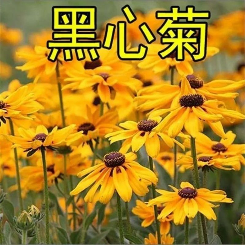 黑心菊花籽黑心金光菊室外景观绿化花卉草花种子四季庭院多年