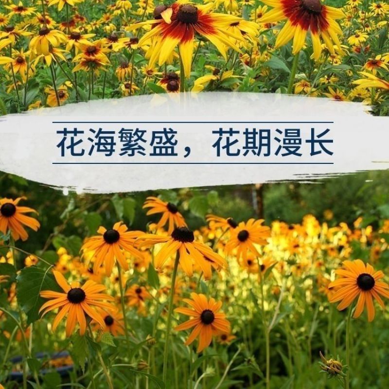 黑心菊花籽黑心金光菊室外景观绿化花卉草花种子四季庭院多年