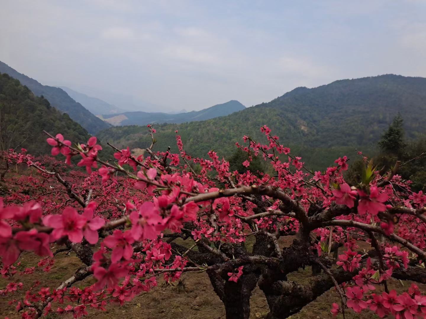 满城桃园航拍全景