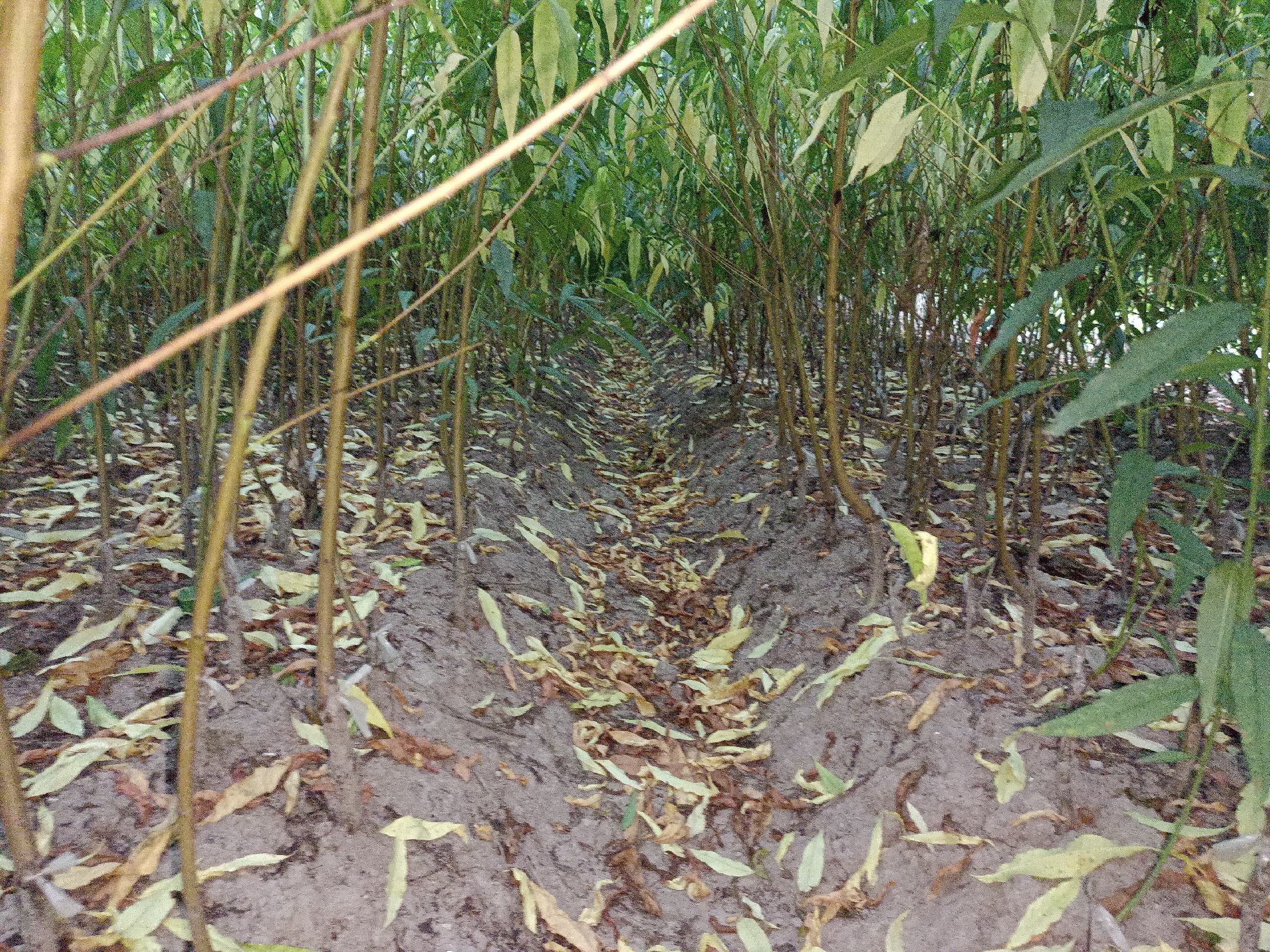 脆桃鹰嘴桃果园实景图