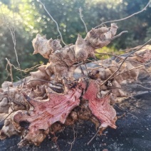 金刚藤根中药材菝葜金刚刺金岗藤金刚滕头金刚头金钢刺铁菱角