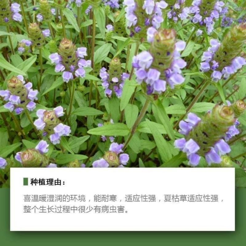 中草药种子种籽夏枯球夏枯草种子庭院阳台盆栽易种四季种