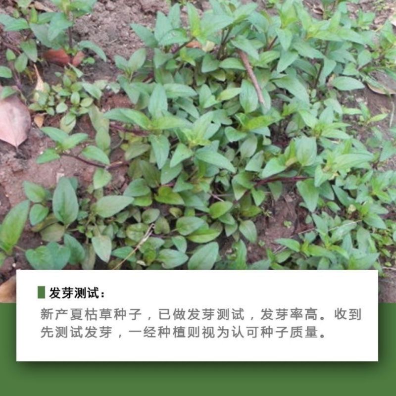 中草药种子种籽夏枯球夏枯草种子庭院阳台盆栽易种四季种