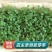 中草药种子种籽夏枯球夏枯草种子庭院阳台盆栽易种四季种
