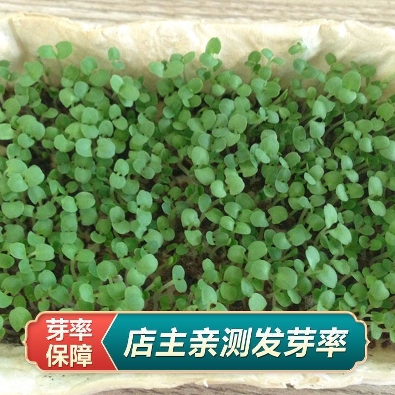 中草药种子种籽夏枯球夏枯草种子庭院阳台盆栽易种四季种
