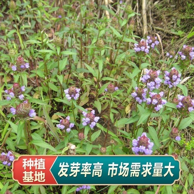 中草药种子种籽夏枯球夏枯草种子庭院阳台盆栽易种四季种