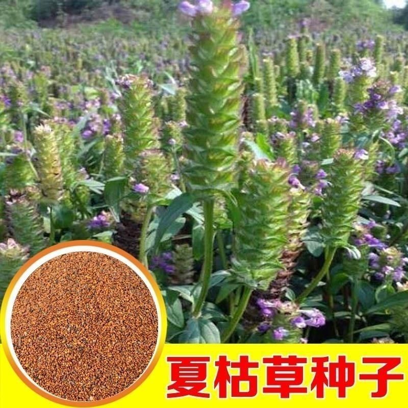 中草药种子种籽夏枯球夏枯草种子庭院阳台盆栽易种四季种
