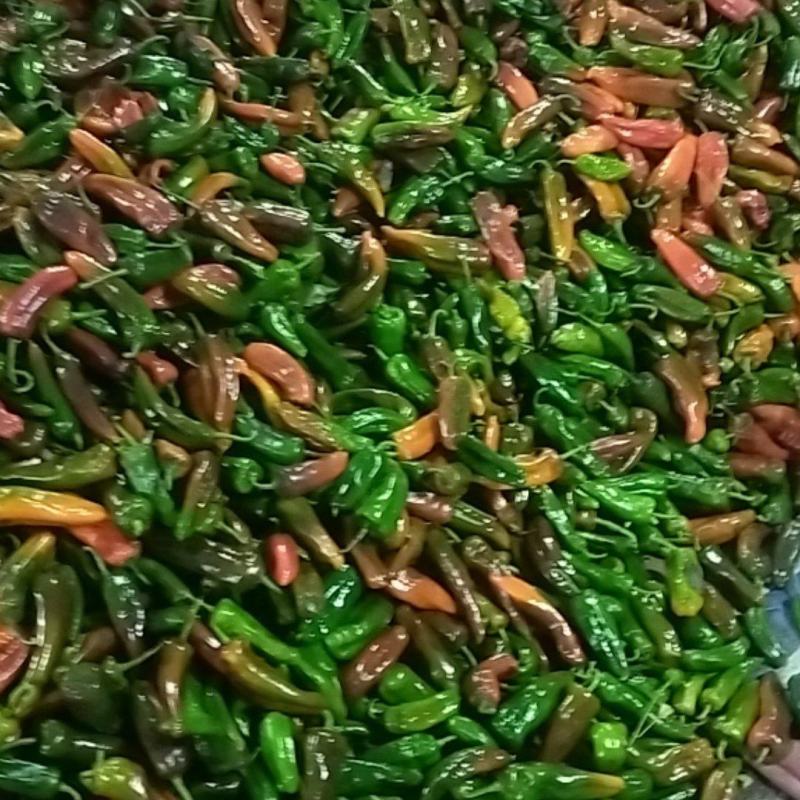 精品彩椒