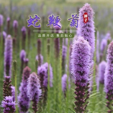 多年生观花种子蛇鞭菊种子春秋播种景观绿化花籽切花花卉草花