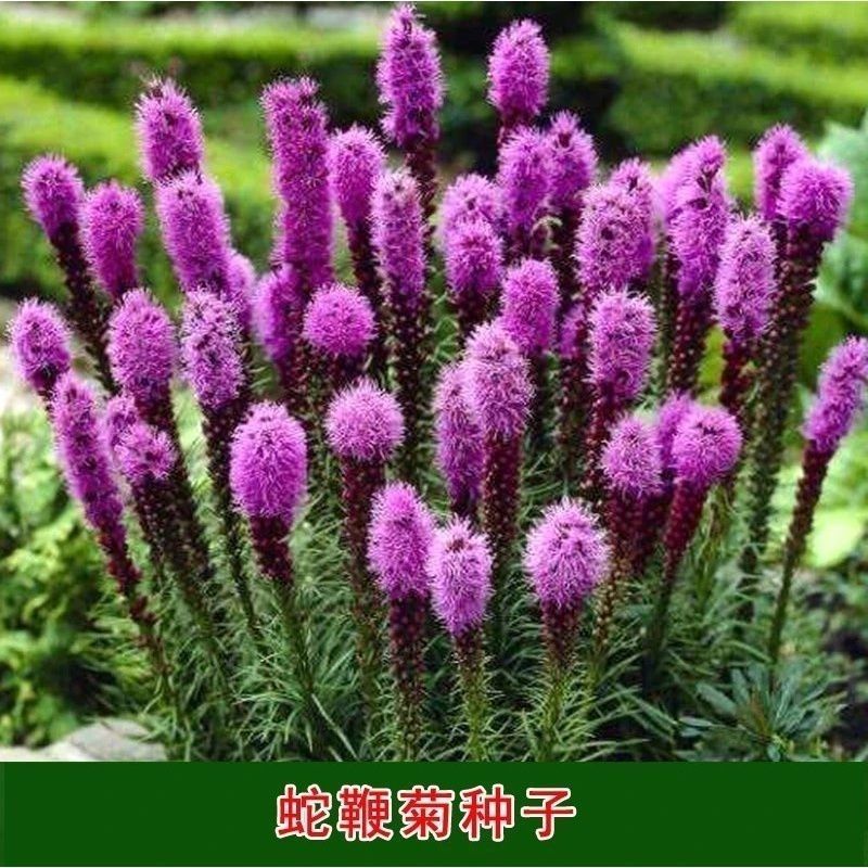多年生观花种子蛇鞭菊种子春秋播种景观绿化花籽切花花卉草花