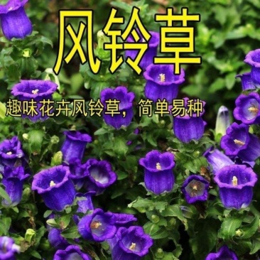 优质草本花卉种子四季混色风铃草种子观赏植物园艺花卉