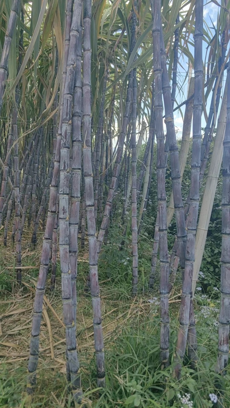 甘蔗黑皮甘蔗大量供应爽口多汁对接电商超市各大市场