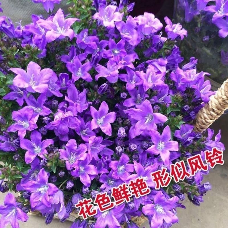 优质草本花卉种子四季混色风铃草种子观赏植物园艺花卉