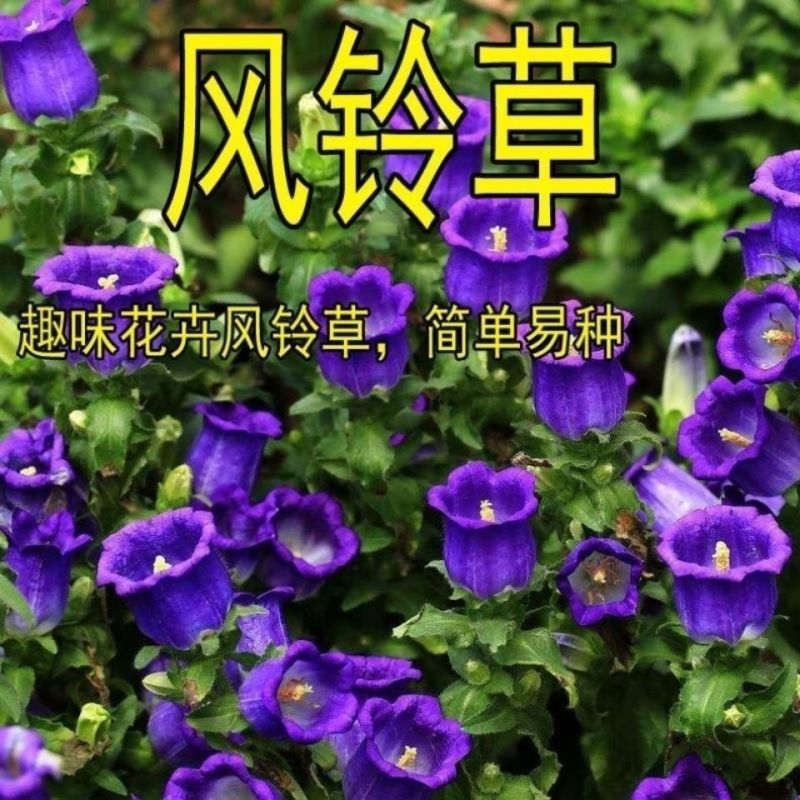 优质草本花卉种子四季混色风铃草种子观赏植物园艺花卉